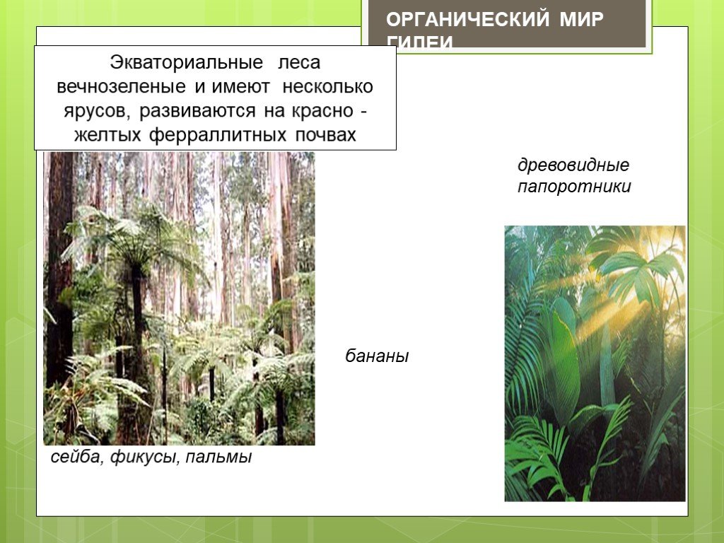 Органический мир лесов. Органический мир экваториальных лесов. Ярусы экваториального леса. Органический мир влажных экваториальных лесов. Органический мир в экваториальных лесах.