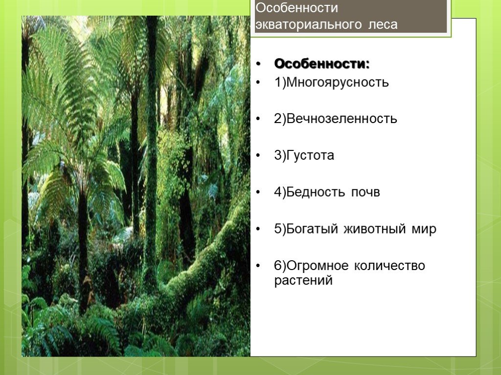 Экваториальные леса признаки. Экваториальные леса характеристика. Многоярусность экваториального леса. Характеристика экваториальных лесов. Особенности влажных экваториальных лесов.