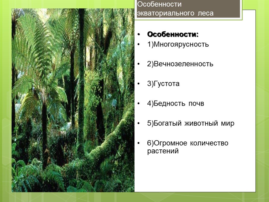 Особенности леса. Влажные экваториальные леса Африки особенности. Особенности животного мира влажных экваториальных лесов. Влажный экваториальный лес особенности. Экваториальные леса характеристика.