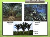 Средний и нижний ярус влажных экваториальных лесов. Эбеновое дерево Масличная пальма Пальма Рафия