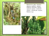 Множество лиан, пальмы, фикусы, хлебное дерево, мимозы, эбеновое дерево, красное дерево, железное дерево, масличная пальма, бананы и др