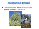 Самое высокое и быстрорастущее дерево в мире – эвкалипт