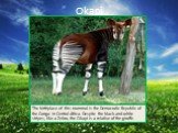 Okapi. The birthplace of this mammal is the Democratic Republic of the Congo in Central Africa. Despite the black-and-white stripes, like a Zebra, the Okapi is a relative of the giraffe.