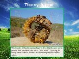 Thorny dragon. This lizard is brilliantly camouflaged in desert landscape, and to protect from predators she has a "false head". Exposing the decoy on the surface, but the real head dragon hides in their spikes.