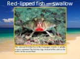 Red-lipped fish — swallow. This unusual fish that live in the Galapagos Islands, is actually a lousy swimmer! The fish has legs instead of fins and so she walks on the ocean floor!