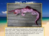 Shark — house. This is a very rare shark is sometimes called a living fossil. It is the only extant representative of the family Scapanorhynchus, whose history goes back 125 million years. Sharks – goblins inhabit around the world at depths exceeding 100 m. Moreover, adults prefer to settle deeper t