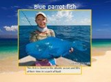Blue parrot fish. This fish is found in the Atlantic ocean and 80% of their time in search of food!