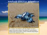 Mollusk Glaucus Atlanticus. This creature, also known as the blue dragon, he moves slowly in the water column. The mollusk is easily found in shallow warm ocean waters: it helps to float the bag with gas, located in the abdominal cavity.
