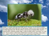 Ant – Panda. Motility is a family, with more than 3,000 species of wasps. Yes, it is the OS, not the ants! Why confuse them with ants? Just the females of these wasps have no wings and resemble large hairy ants. The first of these unusual wasps found in Chile. Insects known for their extremely painf