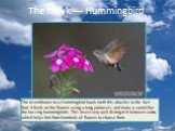 The hawk — Hummingbird. The resemblance to a Hummingbird hawk moth this attaches to the fact that it feeds on the flowers using a long proboscis, and make a sound like the buzzing hummingbirds. This insect very well distinguish between colors, which helps him from hundreds of flowers to choose from.