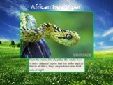 African tree Viper. From the name it is clear that this snake lives in trees. Arboreal vipers that live in the tropical forests of Africa, they are predators who hunt only at night.