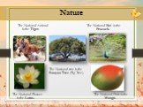 Nature. The National Animal The National Bird is the is the Tiger. Peacock. The National tree is the Banyan Tree (Fig Tree). The National Flower The National Fruit is the is the Lotus. Mango.