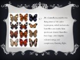 A butterfly is a mainly day-flying insect of the order Lepidoptera, which includes the butterflies and moths. Most species are diurnal. Butterflies have large, often brightly coloured wings, and conspicuous, fluttering flight.