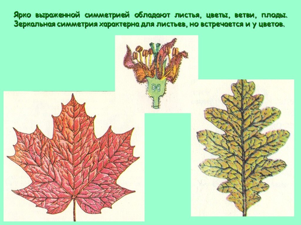 Ярковыраженный или. Зеркальная симметрия в природе листья. Зеркальная симметрия листьев. Симметричный лист. Симметрия листка.