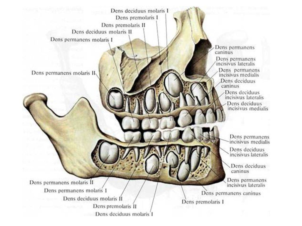 Коренные зубы вторым. Строение зубов человека схема верхней челюсти анатомия. Челюсть с молочными зубами схема. Строение челюсти с зубами молочными и коренными. Анатомия верхней и нижней челюсти кости черепа.