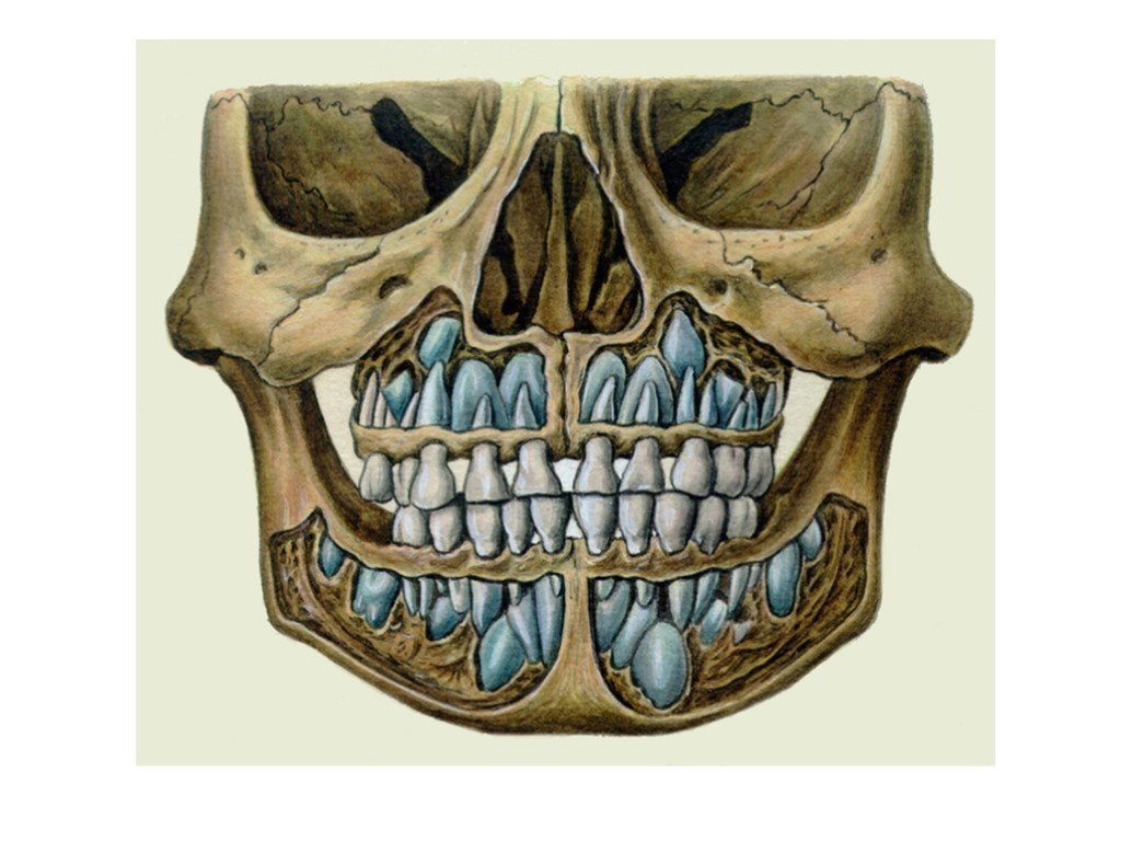 Рот скелета. Строение верхней челюсти человека с зубами. Строение челюсти человека снизу. Молочные зубы строение челюсти. Анатомия зубов верхней челюсти человека.