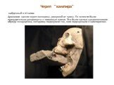 Череп "вампира". найденный в Италии. Археологи нашли череп женщины, умершей от чумы. Ее челюсти были принудительно раздвинуты с помощью камня. Это было частью средневекового обряда экзорцизма, которому подвергали тех, кого подозревали в вампиризме.