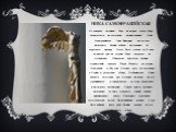 Ника Самофракийская. На повороте лестницы Дару, на втором этаже Лувра, возвышается на постаменте величественная Ника Самофракийская (или Виктория, как ее еще называют), богиня победы, высеченная из паросского мрамора. Статуя была создана во II веке до нашей эры на острове Родос, авторство не установ