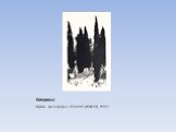 Кипарисы. Бумага, ксилография. 310х240 (200х105). 1902 г.