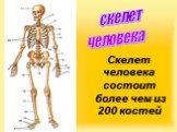 скелет человека. Скелет человека состоит более чем из 200 костей