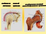 соединение костей плечевого сустава. соединение костей тазобедренного сустава