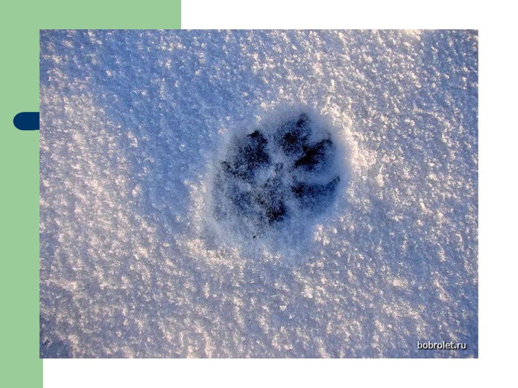 По алмазной скатерти снегов пробегают легкие ласки. Следы волка на снегу. След волка. След волка и собаки на снегу. Следы волка на снегу фото.