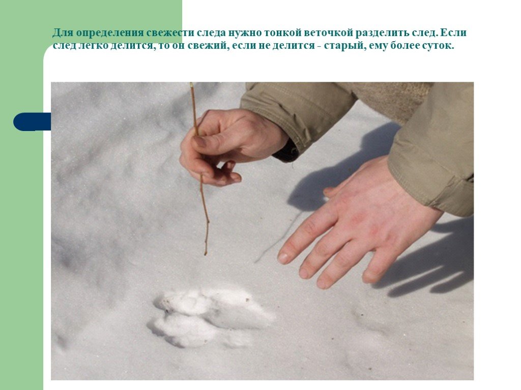 Свежесть следа. Измерение следов животных. След зайца на снегу направление. Следы животных на снегу зайца. Следы на свежем снегу.