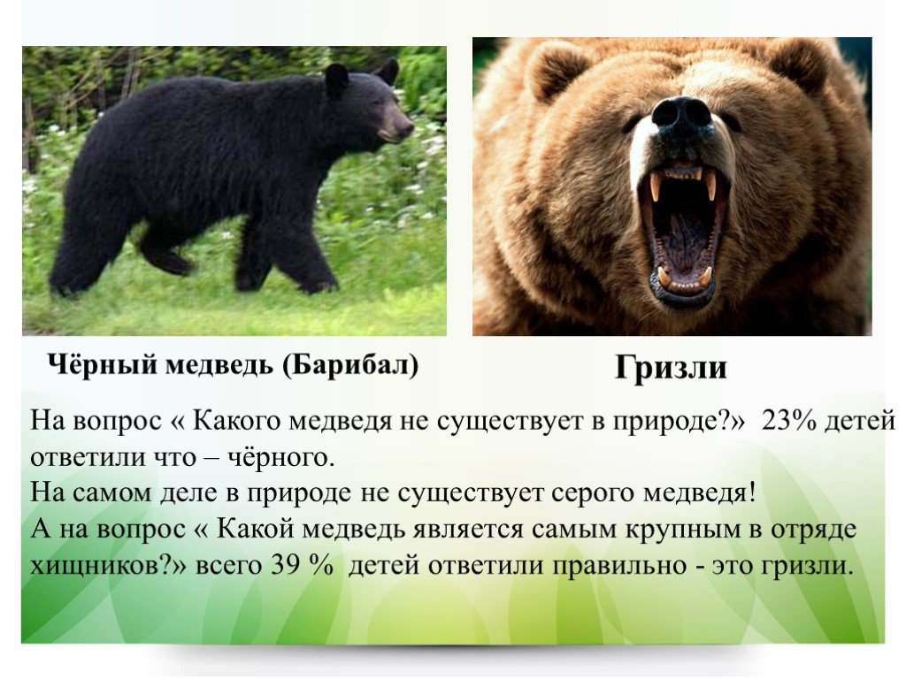 Медведь начало слова. Барибал медведь против медведя Гризли. Барибал и бурый медведь. Медведь Гризли интересные факты. Рассказы про животных про медведей Гризли.