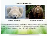 Виды медведей Белый медведь Бурый медведь. Проводя викторину на тему «Медведи» среди учащихся 1-4 классов, не все ( 26 %) детей ответили на вопрос «Какой медведь является героем русских сказок?». Это - БУРЫЙ МЕДВЕДЬ!