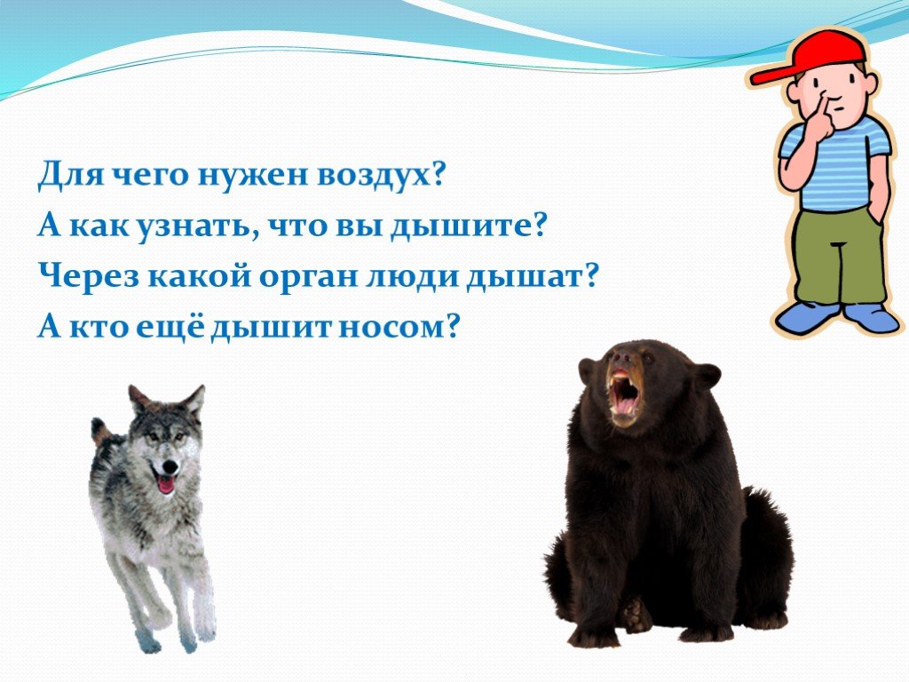 Для чего нужен воздух. Для чего нам нужен воздух. Небольшой текст что значит воздух для животных.