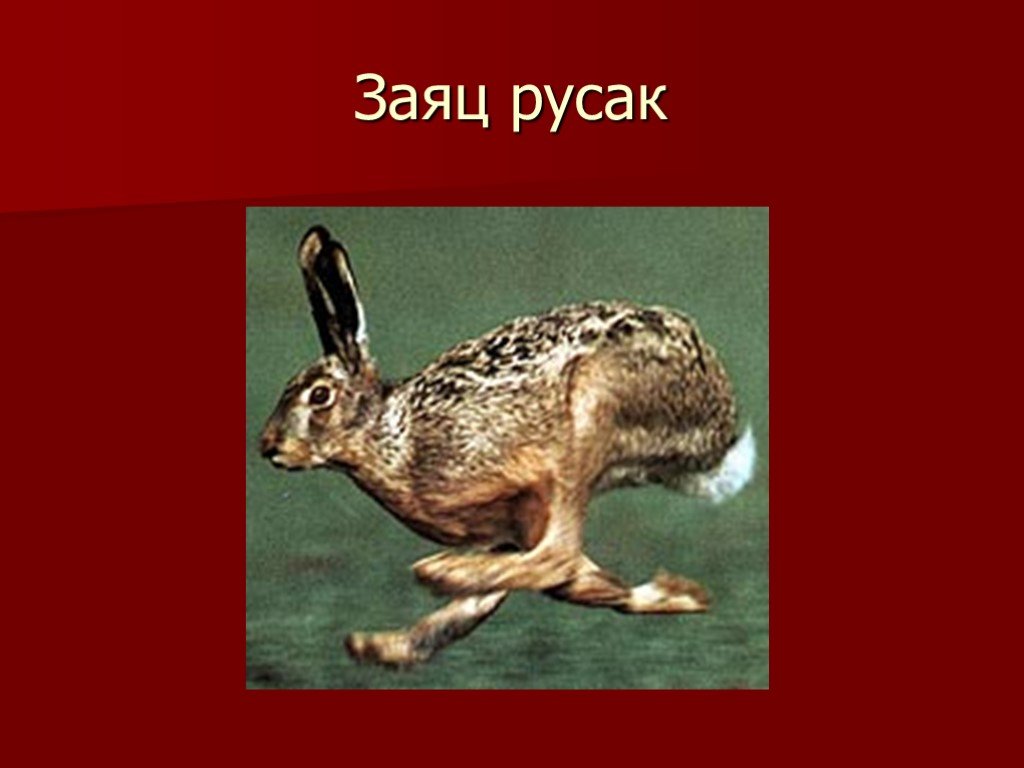 У зайца русака глаза коричневые. Заяц Русак слайд. Классификация зайца русака. Заяц Русак систематика. Строение конечностей зайца русака.