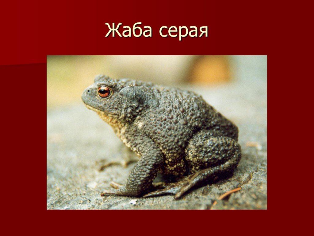 Развитие серой жабы. Серая жаба. Серая жаба красная книга. Серая жаба описание. Серая жаба фото и описание.