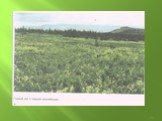 Флора и растительность Челябинской области Слайд: 27