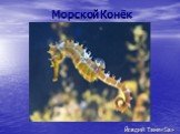 Морской Конёк Йовдий Таня«5а»