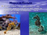 Морские Коньки. Морские коньки (лат. Hippocampus) — род небольших морских костистых рыб семейства морских игл отряда иглообразных. Число видов — около 50.