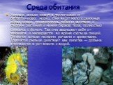 Среда обитания. Морские коньки живут в тропических и субтропических морях. Они ведут малоподвижный образ жизни, прикрепляясь гибкими хвостами к стеблям растений и меняя окраску тела, полностью сливаясь с фоном. Так они защищают себя от хищников и маскируются во время охоты за пищей. Питаются коньки 