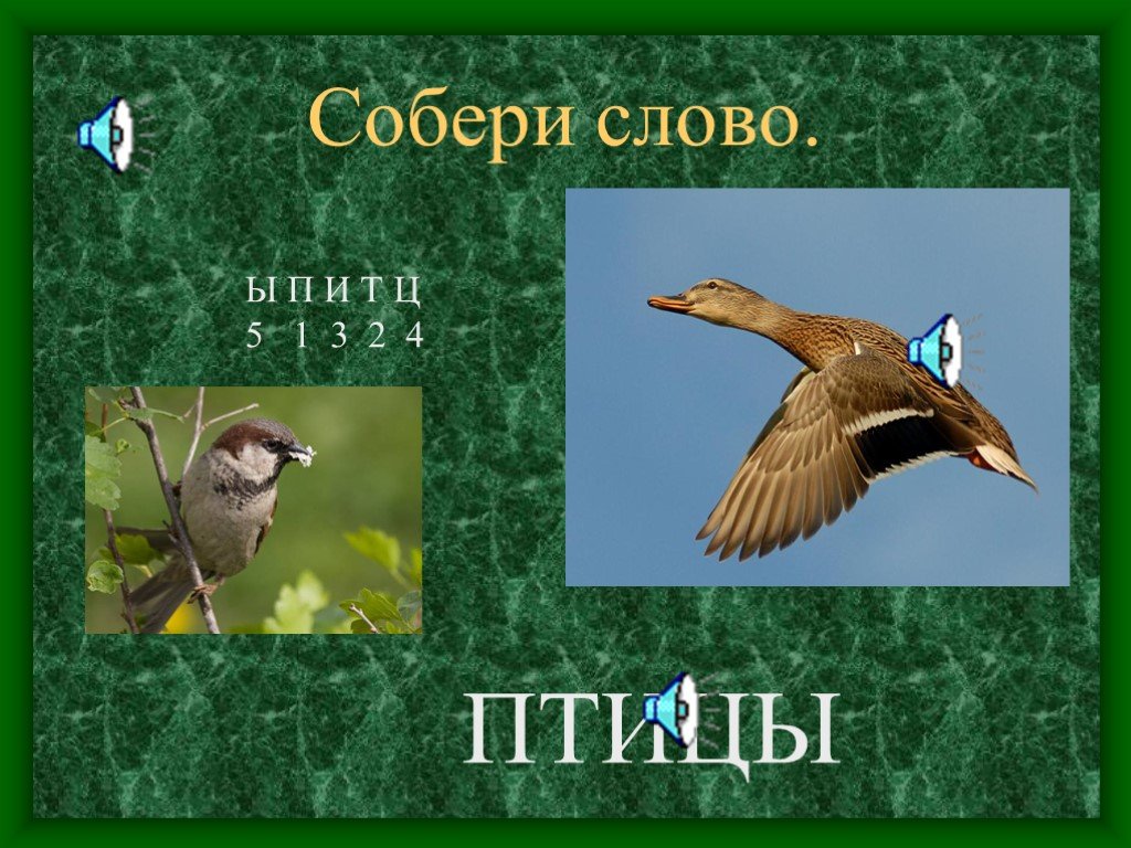 Найди слова птицы 2. Слово птицы. Загадки про птиц. Фото птицы окружающий мир 3 класс. Птичка слова.
