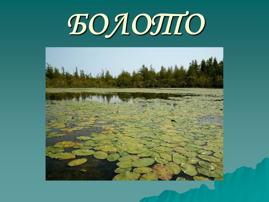 Презентация на тему болото биология