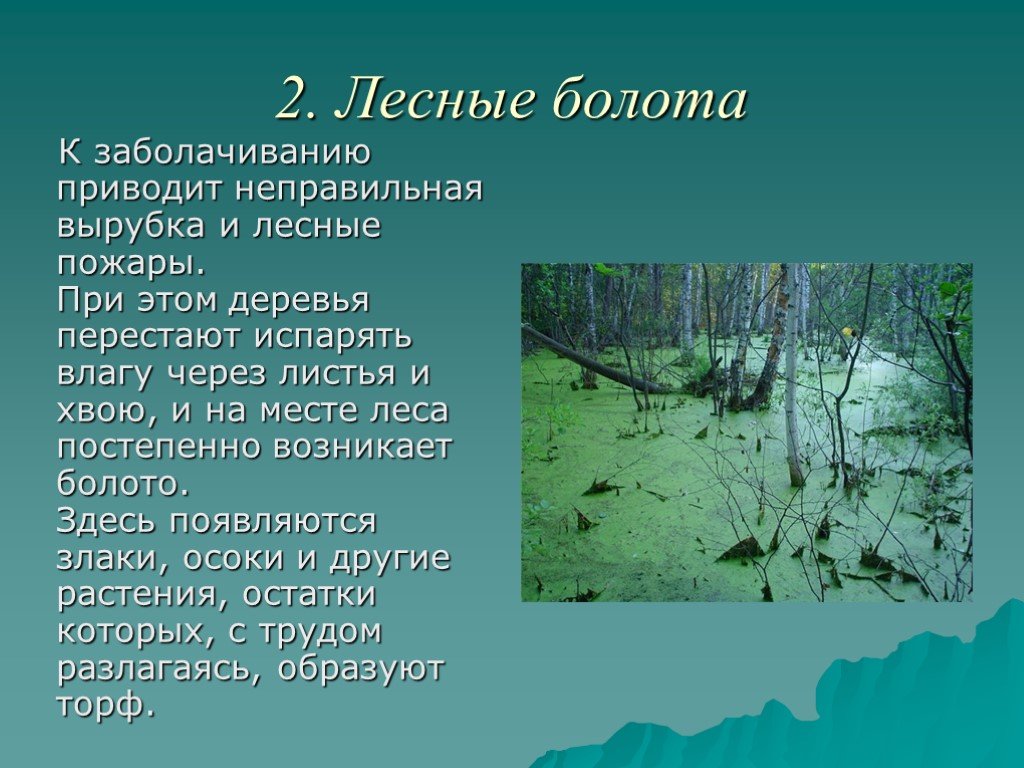 Презентация на тему болото биология