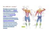 Как работают мышцы? Мышцы или мускулы (от лат. Musculus ) — органы тела животных и человека, состоящие из упругой, эластичной мышечной ткани, способной сокращаться(сжиматься и разжиматься) под влиянием нервных импульсов . Работой всех мышечных тканей управляет нервная система . Мозг посылает сигналы