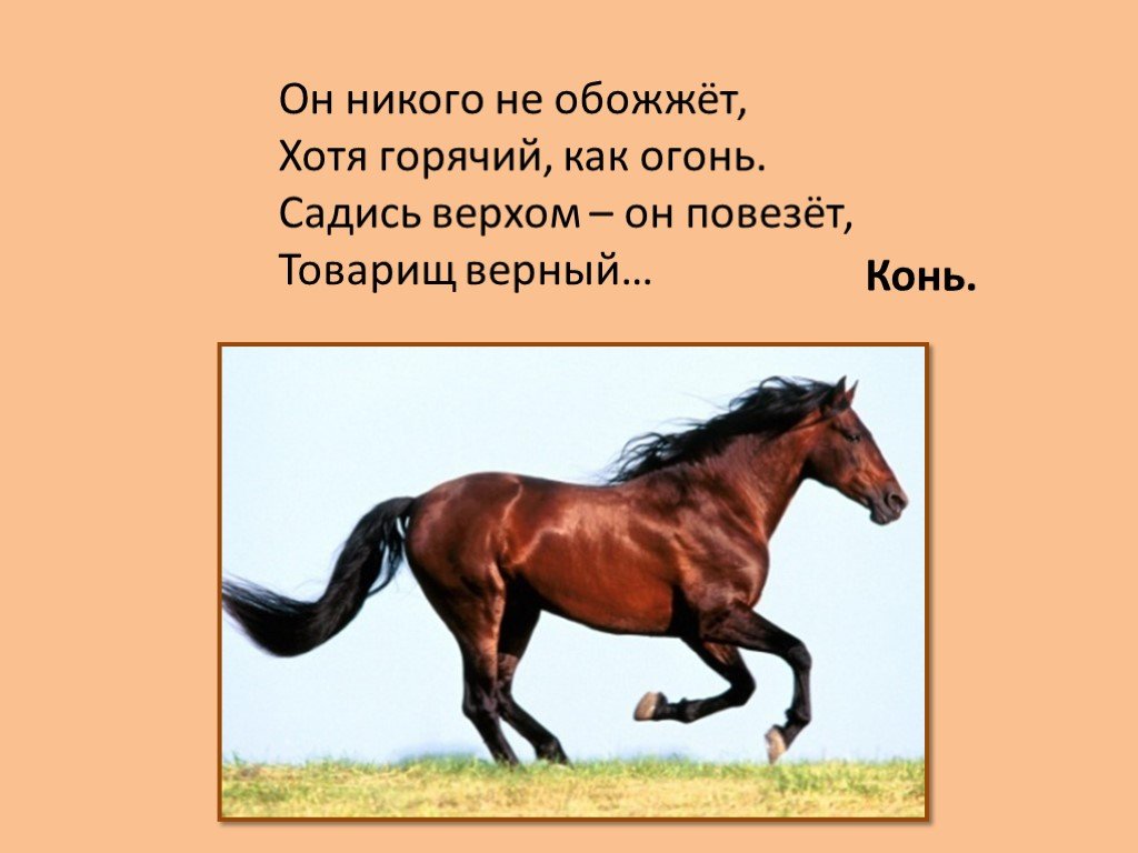Коня звали верный. Верный конь. Если верный конь. Мой верный конь. Конь верный товарищ картины.