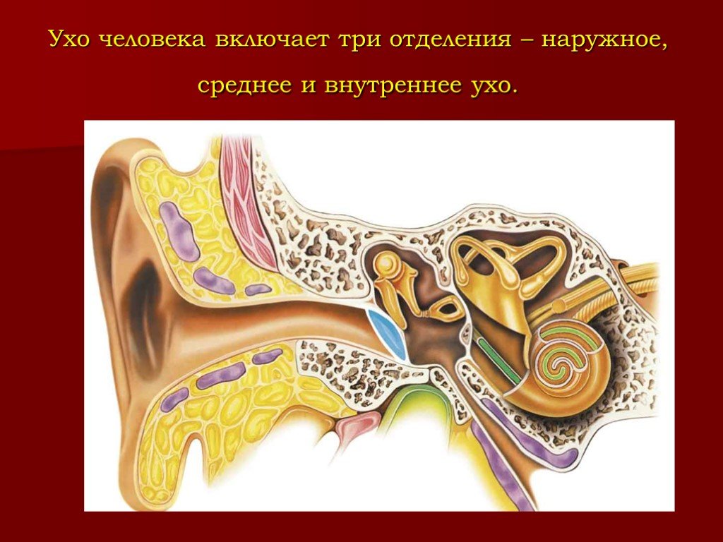 Орган слуха рыб внутреннее ухо. Наружное ухо наружный слуховой проход. Строение слухового анализатора человека. Среднее ухо барабанная полость евстахиева труба. Слуховые косточки лицевой нерв барабанная перепонка ушная раковина.