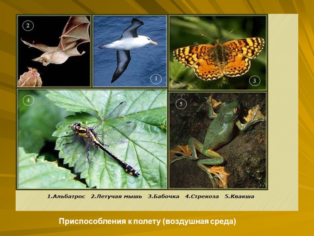 Бабочка приспособление к жизни в среде обитания. Приспособленность организмов к жизни в природе 5 класс. Наземно-воздушная среда обитания. Стрекоза приспособление к среде жизни.