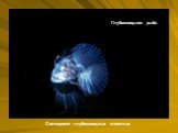 Глубоководная рыба. Светящиеся глубоководные животные