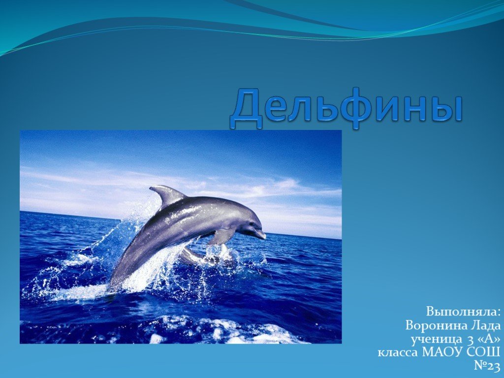 Загадка про дельфина. Информация о дельфинах. Проект про дельфинов. Дельфины презентация. Проект про дельфина.