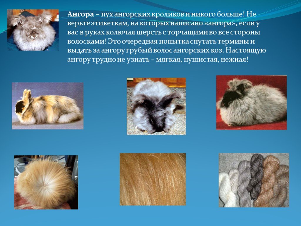Как узнать волос животного