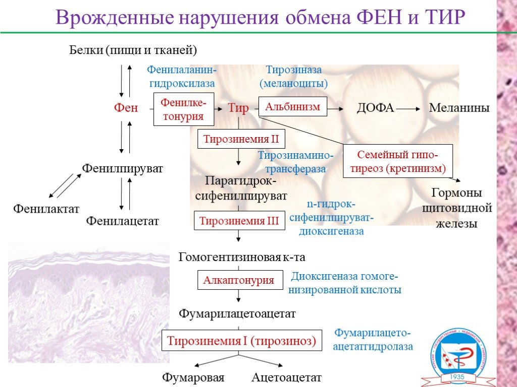 Обмен белков и аминокислот биохимия презентация