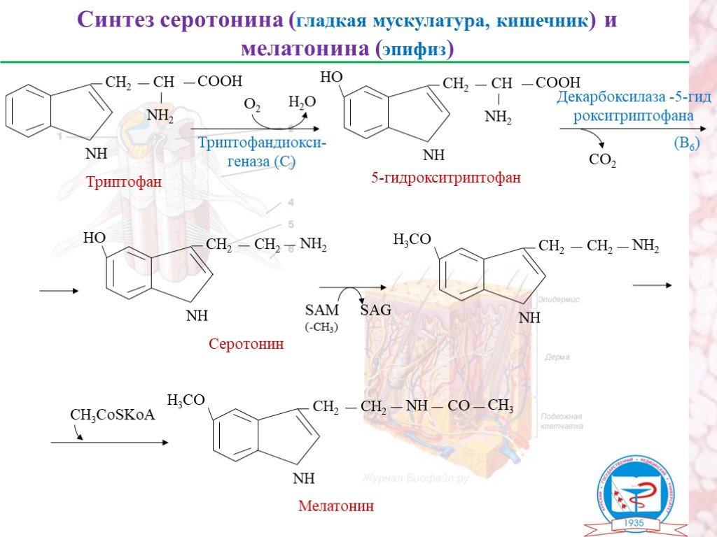 Схема синтеза меланина