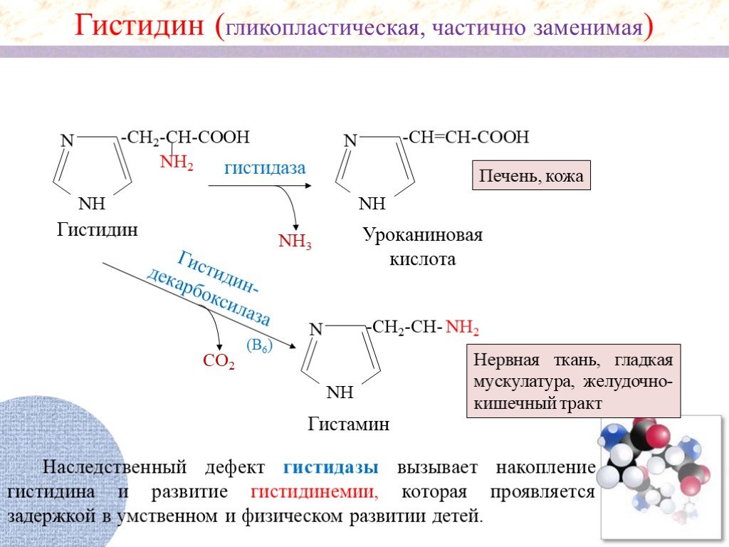 Схема обмена гистидина в разных тканях