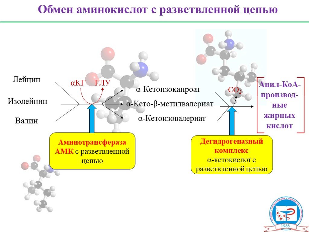 Аминокислоты биохимия презентация